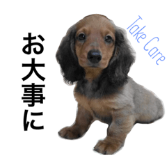 BEATKENNEL' Dog stickers