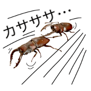 Japanese stag beetl