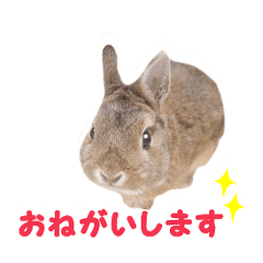 rabbit moA sticker