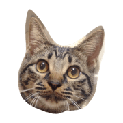 cat the meru