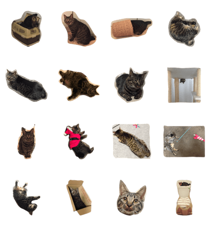 cat the meru