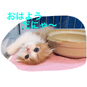 cat's RaRa