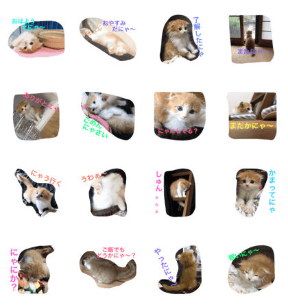 cat's RaRa