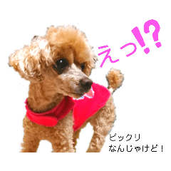 wagamamapoo_20210616001956