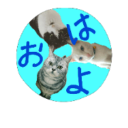 CuteThree cats