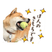 i am shiba inu