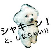 rescue dog2