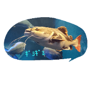 like animals