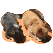 Dog named P-suke & Kitori