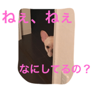 Frenchbull pupuchan