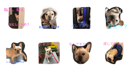 Frenchbull pupuchan