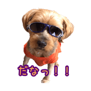 Funny cute dogs