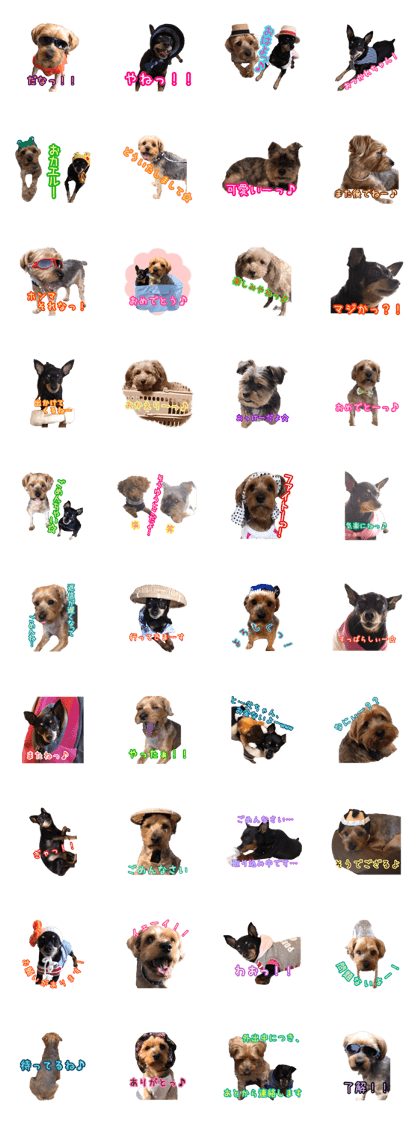 Funny cute dogs