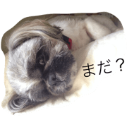 YUME 1