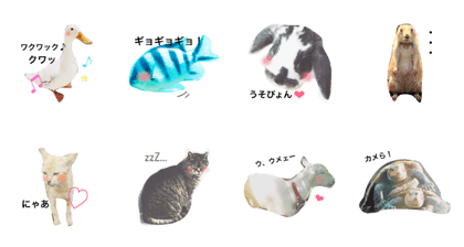 funnycuteanimalz