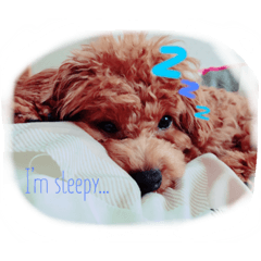 cute cute puppy