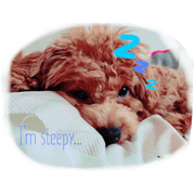 cute cute puppy