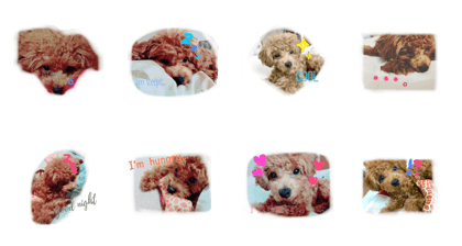 cute cute puppy