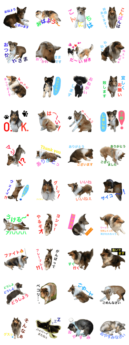Rough Collie's Life