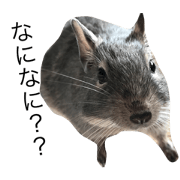 The mouse which sings of the Andes