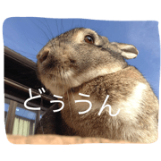 petsLove