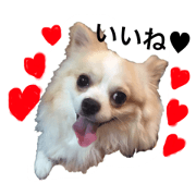 Chihuahua taisuke