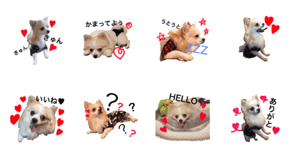 Chihuahua taisuke