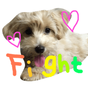 Daily with Dog 2