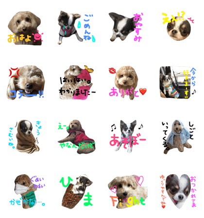 Daily with Dog 2