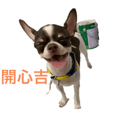吉娃娃之恥。憨吉日常