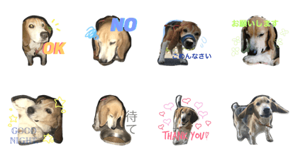 coco LOVE