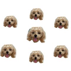 トイプードル Lineクリエイターズスタンプまとめ Stamplist トイプードル Lineクリエイターズスタンプまとめ Stamplist