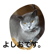 I'm a cat,but Yoshio.