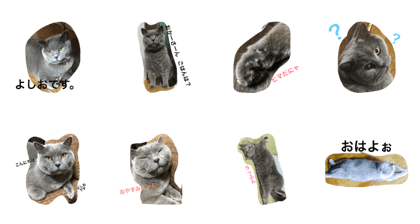 I'm a cat,but Yoshio.