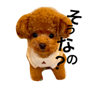 toypoodle sirasusenpai