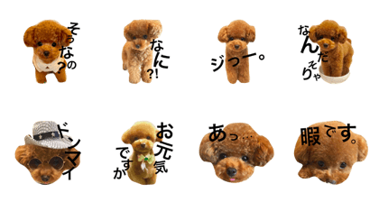toypoodle sirasusenpai