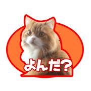 cute eyes cat mii stamp