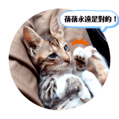 妙妙比比樂樂康士坦小貓貓