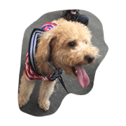 Toypoodle and chihuahua