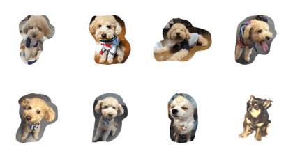 Toypoodle and chihuahua