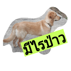 dog@dog