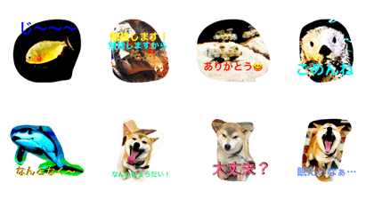 Various photographs