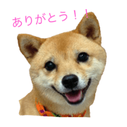 siba dog nono