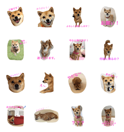 siba dog nono