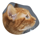 hi-hachi