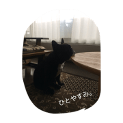 French bulldog Nagi's life