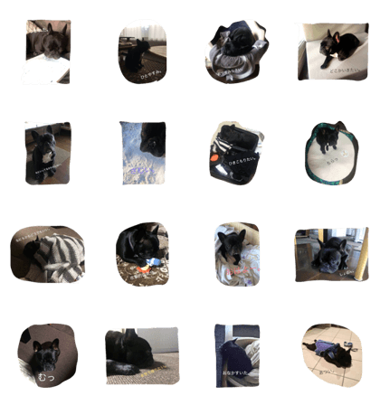 French bulldog Nagi's life