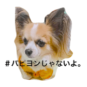 haurun2