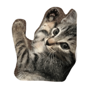 Yuzu Cat Part.1
