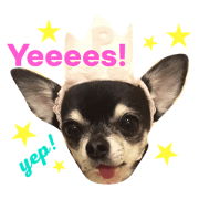 Padme and Amo the chihuahua #3